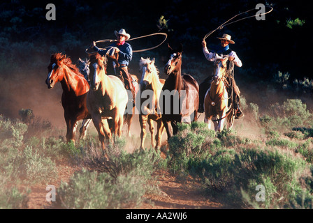 Due cowboy a cavallo a caccia di un gruppo di cavalli in America occidentale Foto Stock