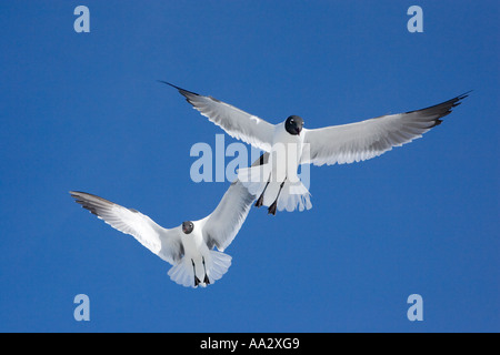 Ridere i gabbiani adulti in allevamento pluamge in volo Foto Stock