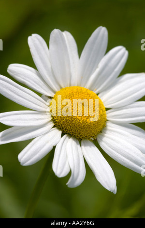 Una solitaria Oxeye Daisy, (Leucanthemum vulgare), fotografata su uno sfondo verde a fuoco morbido Foto Stock