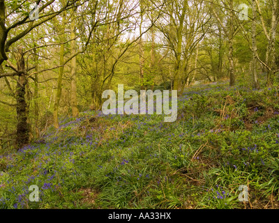 Una vista di Bluebell boschi nel Leicestershire, England Regno Unito Foto Stock