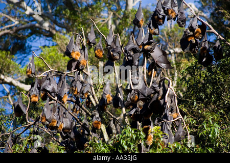 Una colonia di grigio intitolata Volpi volanti. Questi pipistrelli sono endemiche in Australia e sono elencati come una specie vulnerabili Foto Stock