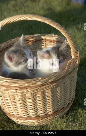 I gattini nel cesto sull'erba Foto Stock