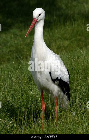 Sylt stork presso il giardino zoologico privato a Tinnum Foto Stock