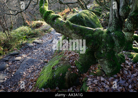 Moss ricoperta di alberi e rocce Padley gola nel Derbyshire Peak District UK Foto Stock