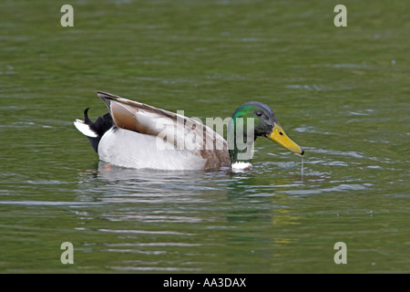 Mallard Anas platyrhynshos maschio adulto in allevamento piumaggio di nuoto, Holkham Park, North Norfolk, Inghilterra Foto Stock