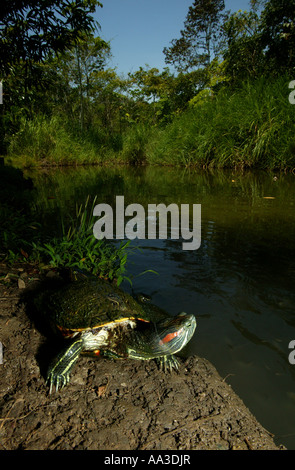 Panama paesaggio con una tartaruga cursore dalle orecchie rosse, Chrysemys ornata, accanto a uno stagno nel parco naturale Metropolitan, Repubblica di Panama, America Centrale. Foto Stock