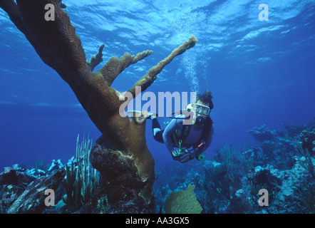 Donna scuba diving vicino a Elkhorn Coral (Acropora palmata) nel Mar dei Caraibi off Grand Cayman Island, Isole Cayman, BWI Foto Stock