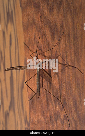 Cranefly Tipula paludosa Cornovaglia Foto Stock