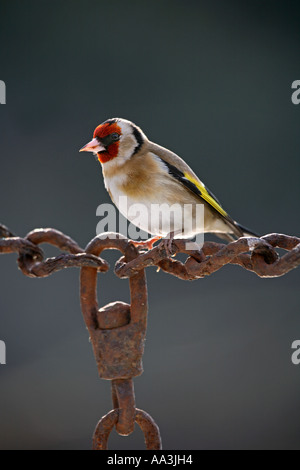 Cardellino Carduelis carduelis arroccato su una catena arrugginita Cornovaglia 2006 Foto Stock