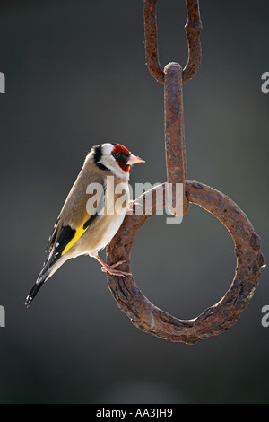 Cardellino Carduelis carduelis arroccato su una catena Cornovaglia 2006 Foto Stock