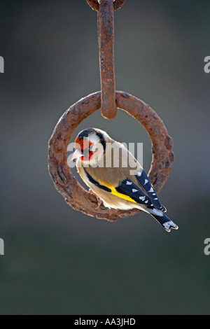 Cardellino Carduelis carduelis arroccato su una catena Cornovaglia 2006 Foto Stock