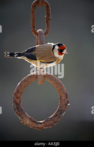 Cardellino Carduelis carduelis arroccato su una catena Cornovaglia 2006 Foto Stock