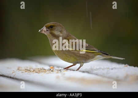 Verdone Carduelis chloris alimentando in inverno Cornovaglia 2006 Foto Stock