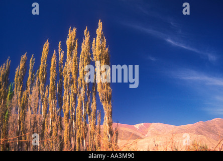 Pioppi e sky nel Nord Argentina Puna Foto Stock