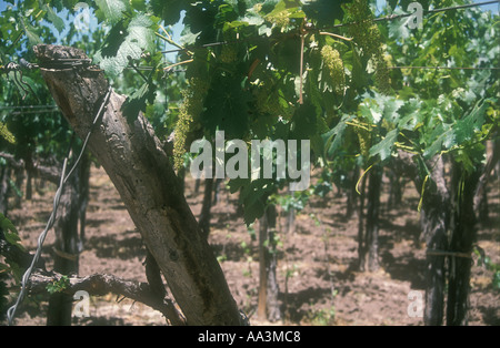 Il Cabernet vigna a Mendoza in Argentina occidentale Foto Stock