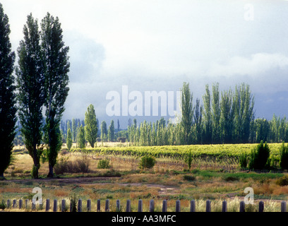 Vigneto e pioppi a Mendoza in Argentina occidentale Foto Stock