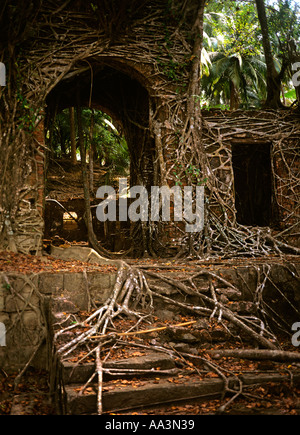 India Isole Andamane Ross isola ex British centro amministrativo del banyan tree overgrowing edificio Foto Stock