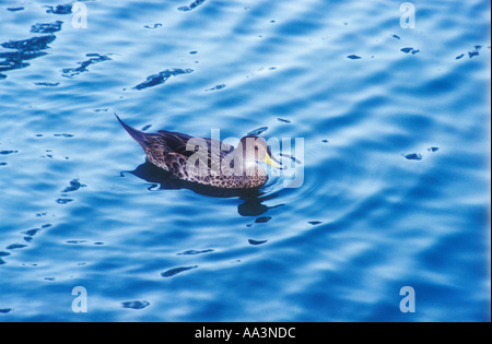 Maicero anatra Anas georgica o Georgian Teal Foto Stock