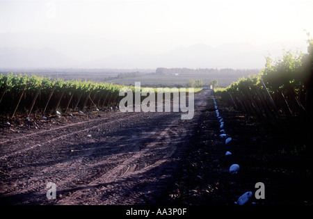 Vigneto a San Juan in Argentina occidentale Foto Stock
