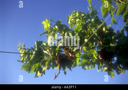 Impianto di vigna che mostra piccoli frutti in un vigneto a San Juan Western Argentina Foto Stock