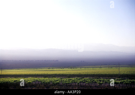 Vigneto a San Juan in Argentina occidentale Foto Stock