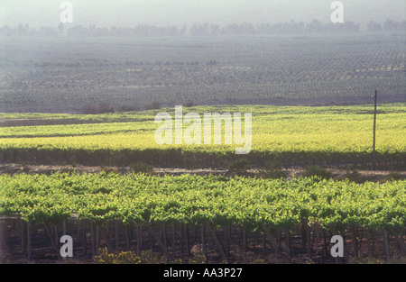 Vigneto a San Juan in Argentina occidentale Foto Stock