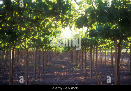 Vigneto a Mendoza in Argentina occidentale Foto Stock