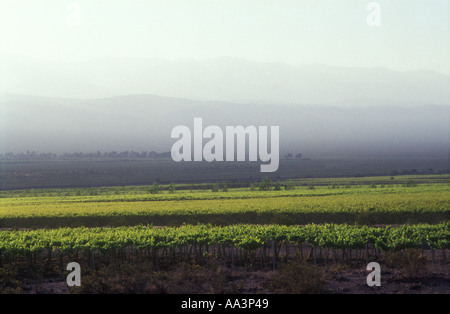 Vigneto a San Juan in Argentina occidentale Foto Stock