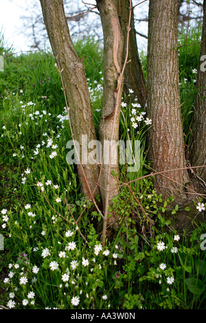 Wild fiori di primavera nella vecchia siepe Belgrade Serbia Foto Stock