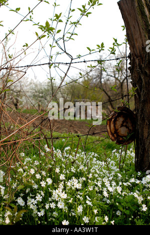 Wild fiori di primavera nella vecchia siepe Belgrade Serbia Foto Stock