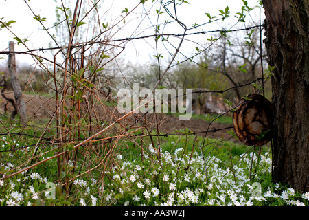 Wild fiori di primavera nella vecchia siepe Belgrade Serbia Foto Stock