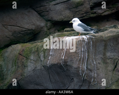 Zampe rosse kittiwake (Rissa brevirostris) , Foto Stock