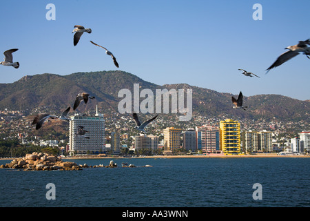 I condomini e alberghi accanto alla spiaggia, gabbiani battenti, baia di Acapulco Acapulco, Guerrero Membro, Messico Foto Stock