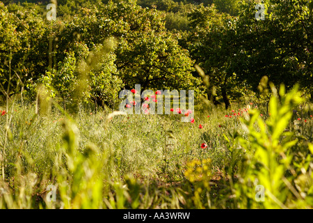 Papaveri rossi in Cherry Orchard Spring Belgrade Serbia Foto Stock