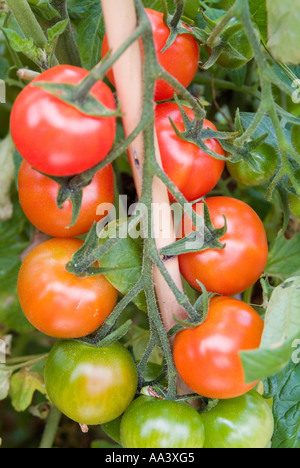 Un capriolo di pomodori dolci a maturazione progressiva sostenuto su un paletto da giardino Foto Stock