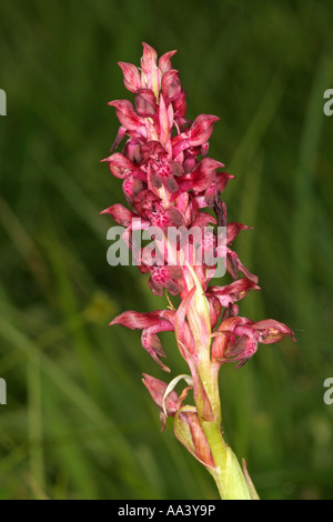 Bug Orchid orchis coriophora L o fragranti Orchid Baviera Germania Europa Foto Stock