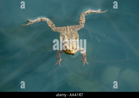 Politica europea comune in materia di toad ( Bufo bufo ) giacente o nuotare in acqua a tempo di abbinamento Foto Stock