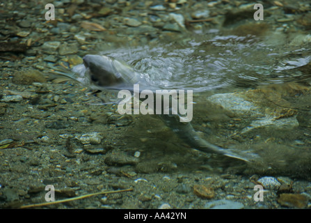 Femmina di Salmone Chum scavando redd Fish Creek canale Spawing Hyder Alaska Foto Stock