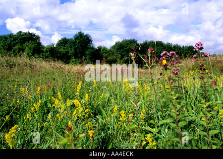 Chalk prato in collina Noar riserva, Hampshire Foto Stock