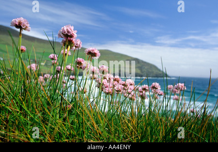 La parsimonia nella parte anteriore della costiera vista, penisola di Dingle, Irlanda Foto Stock