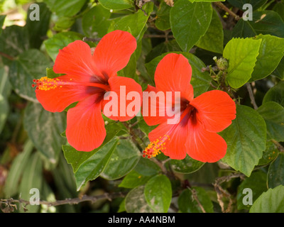 Due red hibiscus crescente vicino al fort Monastir Tunisia Foto Stock