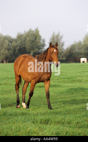 Gelderlandhorse - camminando sul prato Foto Stock