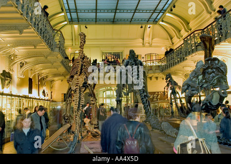 Parigi francia, Wide Angle, famiglia in visita alla "notte del Museo" presso la collezione della mostra dei dinosauri "Museo di storia naturale", museo histoire naturelle Foto Stock