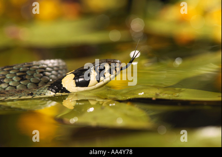 Biscia in acqua - lambently / Natrix natrix Foto Stock