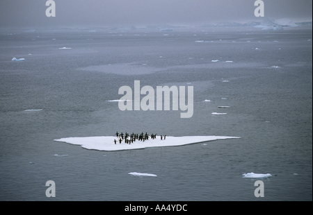 I Pinguini Adélie su ghiaccio floe / Pygoscelis adeliae Foto Stock