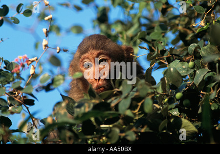 Macaco Rhesus sat in tree top Foto Stock