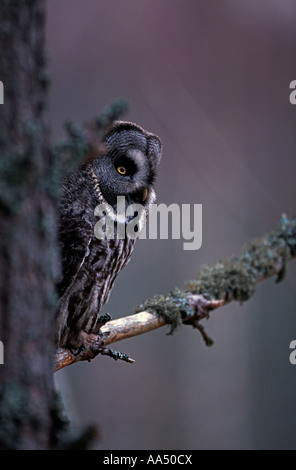 Grande Gufo grigio appollaiato sul ramo di albero Foto Stock