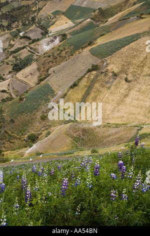 Mosaico di campi nelle colline di Quilotoa, Ecuador Foto Stock