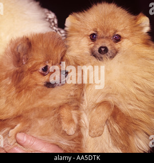 Due cani di Pomerania un giocattolo o di razza in miniatura England Regno Unito Foto Stock