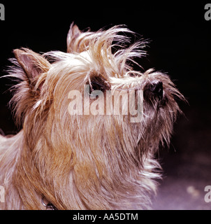 Cairn terrier cane Inghilterra UK UE Foto Stock